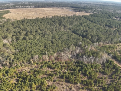Pine Timberland with Gravel County Road Access For Sale - image 3