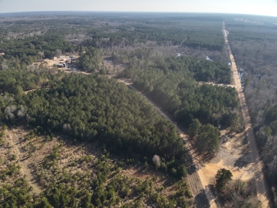 Pine Timberland with Gravel County Road Access For Sale - image 2