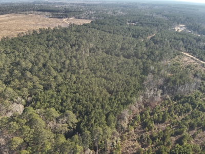 Pine Timberland with Gravel County Road Access For Sale - image 4