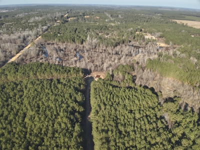 Pine Timberland with Gravel County Road Access For Sale - image 16