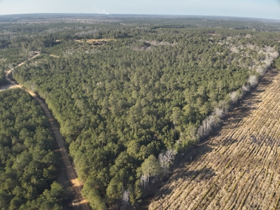 Pine Timberland with Gravel County Road Access For Sale - image 8