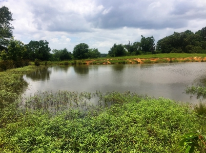 East Texas Hunting & Pasture Land For Sale Near Troup Texas - image 3