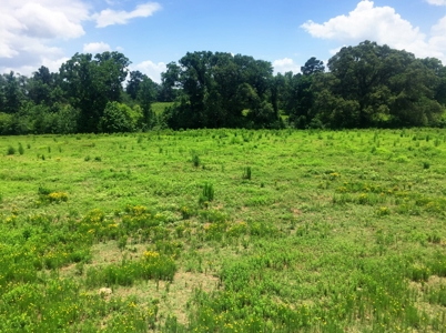 East Texas Hunting & Pasture Land For Sale Near Troup Texas - image 11