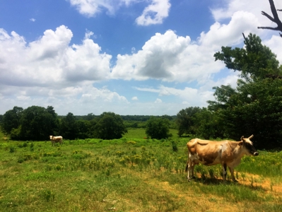 East Texas Hunting & Pasture Land For Sale Near Troup Texas - image 13