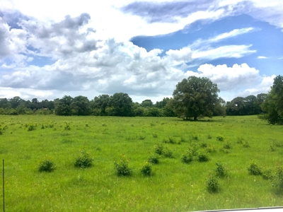 East Texas Hunting & Pasture Land For Sale Near Troup Texas - image 18