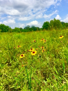 East Texas Hunting & Pasture Land For Sale Near Troup Texas - image 32