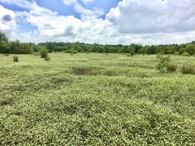 East Texas Hunting & Pasture Land For Sale Near Troup Texas - image 22