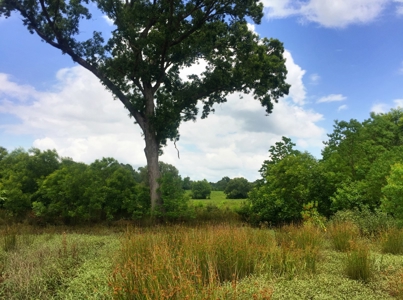 East Texas Hunting & Pasture Land For Sale Near Troup Texas - image 21