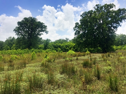 East Texas Hunting & Pasture Land For Sale Near Troup Texas - image 26