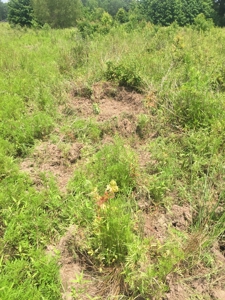 East Texas Hunting & Pasture Land For Sale Near Troup Texas - image 33