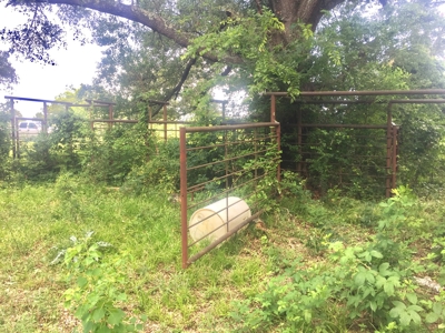 East Texas Hunting & Pasture Land For Sale Near Troup Texas - image 7