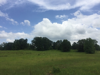 East Texas Hunting & Pasture Land For Sale Near Troup Texas - image 25