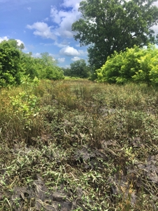 East Texas Hunting & Pasture Land For Sale Near Troup Texas - image 27