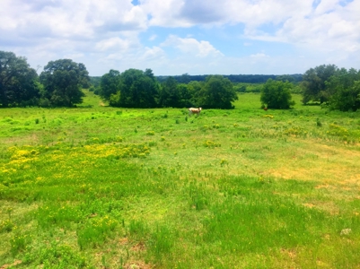 East Texas Hunting & Pasture Land For Sale Near Troup Texas - image 10