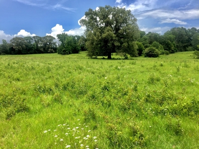 East Texas Hunting & Pasture Land For Sale Near Troup Texas - image 19