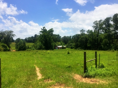 East Texas Hunting & Pasture Land For Sale Near Troup Texas - image 2