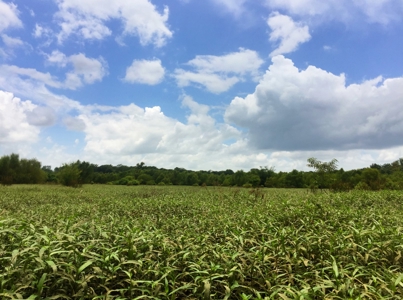 East Texas Hunting & Pasture Land For Sale Near Troup Texas - image 23