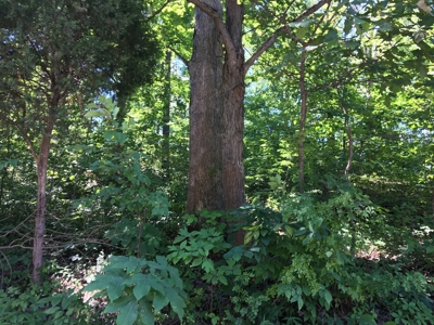 Hunting Land in Southeast Ohio - image 7