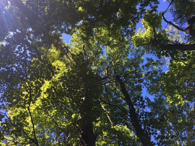 Hunting Land in Southeast Ohio - image 6