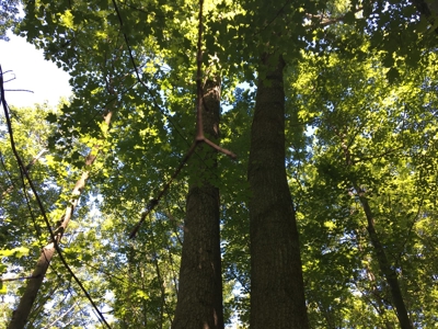 Hunting Land in Southeast Ohio - image 14