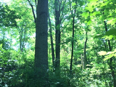 Hunting Land in Southeast Ohio - image 5