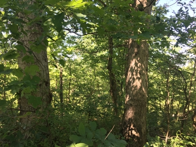 Hunting Land in Southeast Ohio - image 4