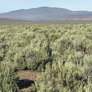 Nevada Outback 920 AC Land for Sale - image 8