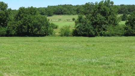 Farm For Sale in Greenfield, Missouri - image 31