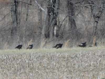 166 Acres For Sale Near Smithville Lake, Mo - image 9