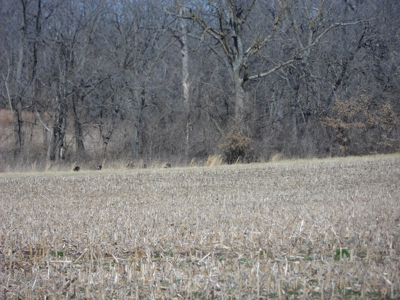 166 Acres For Sale Near Smithville Lake, Mo - image 5
