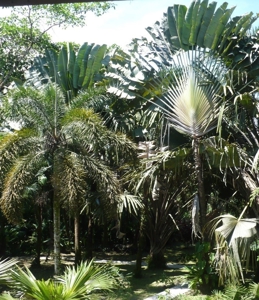 Beautiful Rain Forest Home & Botanical Garden Bocas del Toro - image 6