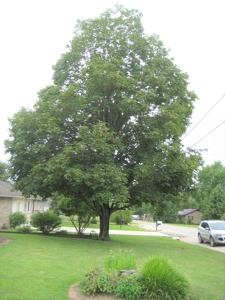 Great House For Sale in Stover Missouri! - image 4