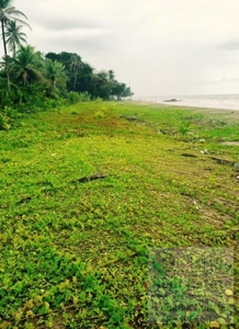 Caribbean Coast Ocean Front Lot For Sale  Panama - image 1