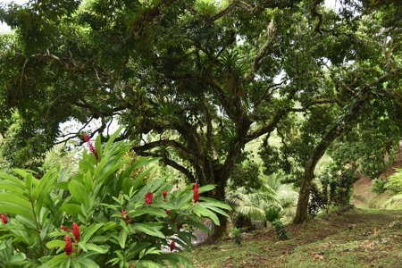Stunning, Bocas del Toro, Coastal Oceanfront Home Panama - image 7