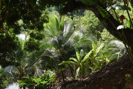 Stunning, Bocas del Toro, Coastal Oceanfront Home Panama - image 13