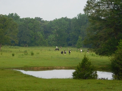 House & Land For Sale - Horse/Equine Ready - Buffalo, TX - image 13