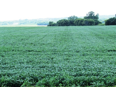 SOLD!!! 239 acres of Crop & Hunting in Roberts County - image 10