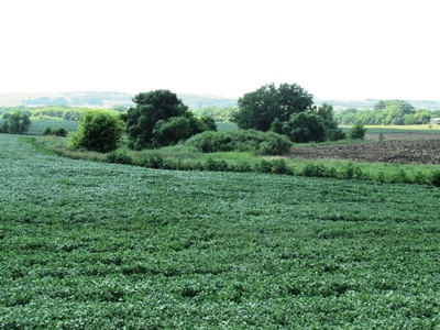 SOLD!!! 239 acres of Crop & Hunting in Roberts County - image 11