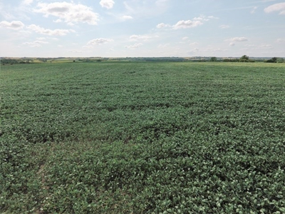 SOLD!!! 239 acres of Crop & Hunting in Roberts County - image 4