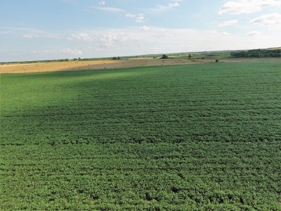 SOLD!!! 239 acres of Crop & Hunting in Roberts County - image 6