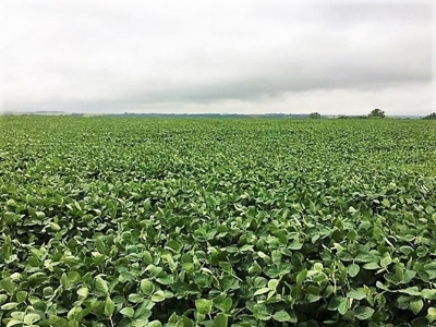 SOLD!!! 239 acres of Crop & Hunting in Roberts County - image 16