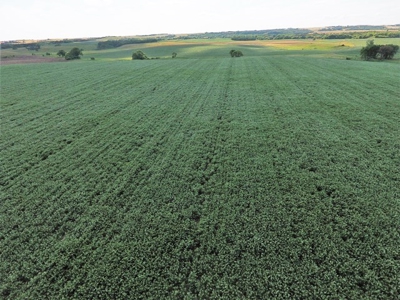 SOLD!!! 239 acres of Crop & Hunting in Roberts County - image 7