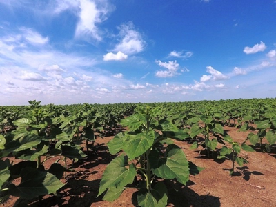 SOLD! 478.60 Acres of Crop and Pasture Land in Hughes Co SD - image 8