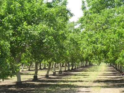 Farms in California, Orchards & CA Agriculture Property - image 10