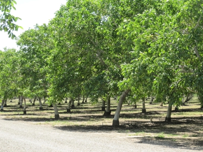 Farms in California, Orchards & CA Agriculture Property - image 8