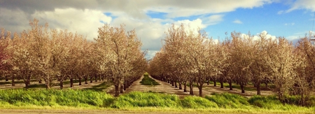 Farms in California, Orchards & CA Agriculture Property - image 19