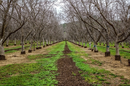 Farms in California, Orchards & CA Agriculture Property - image 14