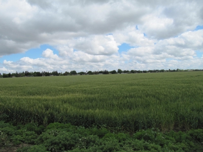 Farms in California, Orchards & CA Agriculture Property - image 7