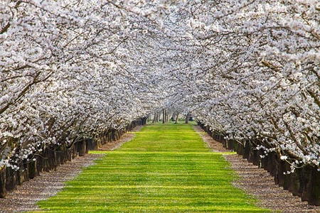 Farms in California, Orchards & CA Agriculture Property - image 12