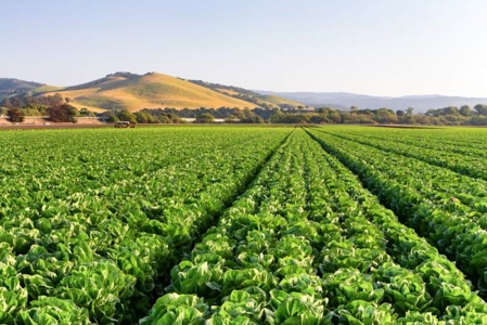Farms in California, Orchards & CA Agriculture Property - image 18